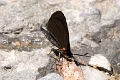 DAYFLYING MOTH (Black Red Spotted)